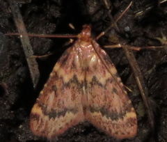 Aglossa disciferalis