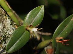 Image of Prosthechea pygmaea