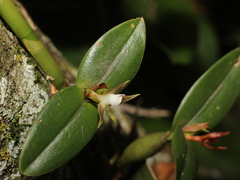Prosthechea pygmaea image