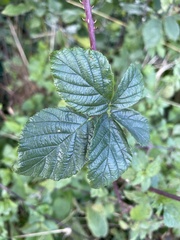 Rubus