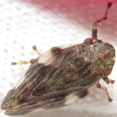 Aphrophora alni