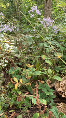 Agrimonia gryposepala