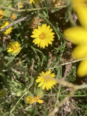 Bradburia pilosa