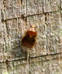 Deraeocoris lutescens