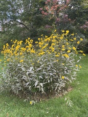 Helianthus giganteus
