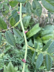 Rosa canina