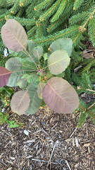 Cotinus coggygria