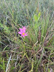 Sabatia grandiflora