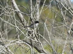 Curruca melanocephala