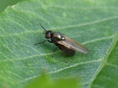 Calliopum