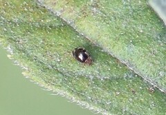 Rhyzobius lophanthae