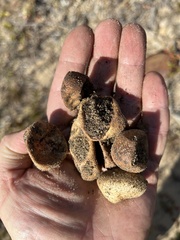 Coluber constrictor constrictor