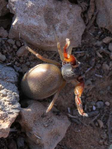 Palpimanus namaquensis · iNaturalist