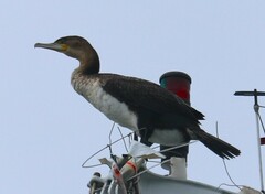 Phalacrocorax carbo lucidus