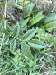 Rosa canina