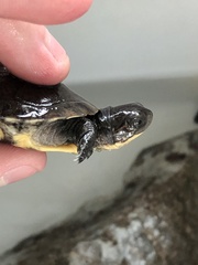 Emydoidea blandingii