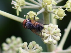 Phasia aurigera