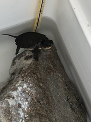 Emydoidea blandingii