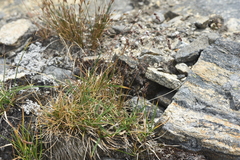 Luzula spicata