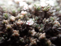 Pimelea sericeovillosa pulvinaris