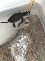 Emydoidea blandingii