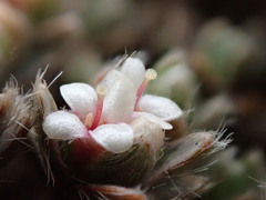 Pimelea sericeovillosa pulvinaris