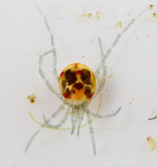 Hydrachnidia