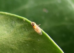 Chloropidae