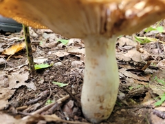 Russula compacta