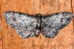 Glenoides texanaria