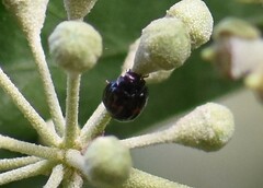 Chilocorus bipustulatus