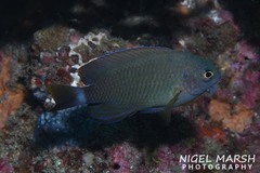 Pomacentrus bankanensis