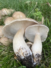 Clitocybe nebularis