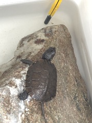 Emydoidea blandingii