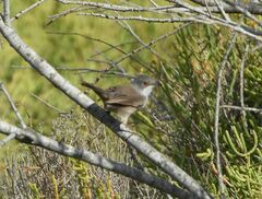 Curruca melanocephala