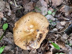 Russula compacta
