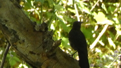 Turdus merula