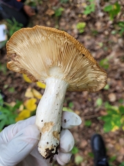 Russula compacta