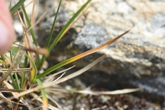 Luzula spicata