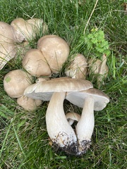 Clitocybe nebularis