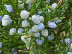 Juniperus virginiana