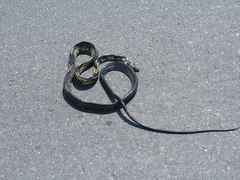 Spilotes pullatus