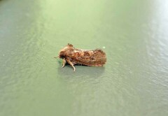Acrolophus plumifrontella