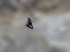 Argyrodes argyrodes