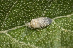 Monalocorisca
