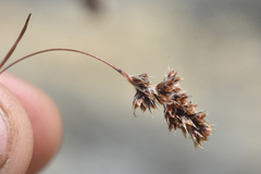 Luzula spicata