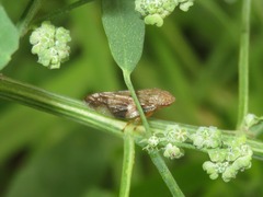 Aphrophora alni
