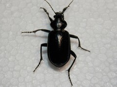 Calosoma marginale