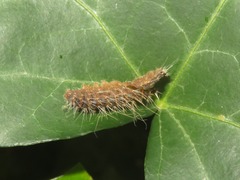 Thaumetopoea processionea