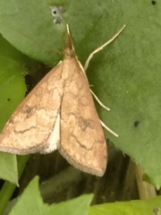 Udea profundalis